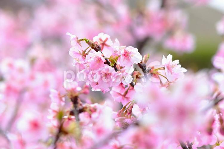 きれいで可愛い　ピンク色の河津桜 河津桜,桜,花の写真素材