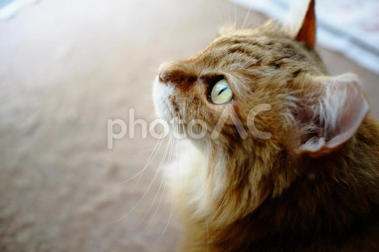 眼差し猫 ネコ,ねこ,美しいの写真素材