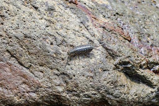 フナムシ フナムシ フナムシ,フナ虫,水生動物の写真素材