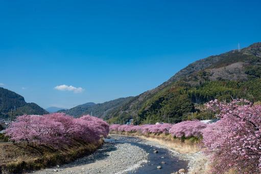 伊豆、早咲きの河津桜並木、早春の風景 伊豆、早咲きの河津桜並木、早春の風景 河津桜,桜,春の写真素材