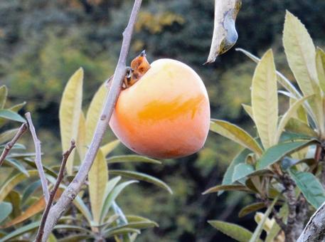 【風景写真】柿の実 柿,カキ,葉の写真素材