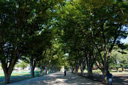 公園2 公園2 公園,日陰,散歩の写真素材