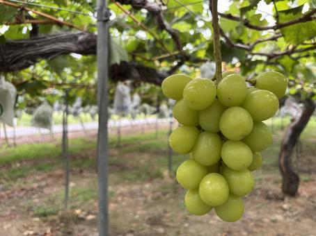 ぶどう狩り　シャインマスカット シャインマスカット,ぶどう,ぶどう狩りの写真素材