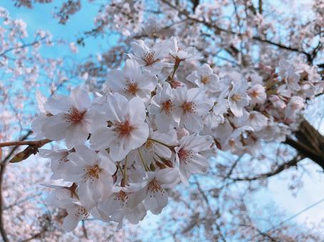 桜 桜の写真
