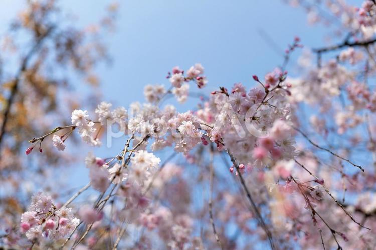 青空と満開の桜 さくら,ソメイヨシノ,春の写真素材