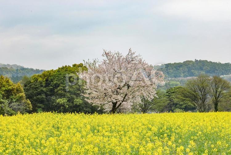 火張山花公園　桜と菜の花 菜の花,黄色,黄の写真素材
