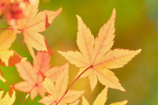 黄緑背景オレンジ色に色づくもみじの葉紅葉 黄緑背景オレンジ色に色づくもみじの葉紅葉 モミジ,紅葉,カエデの写真素材