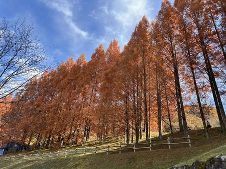 紅葉 紅葉の写真