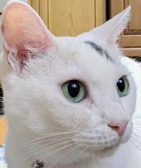 Photo, cat, eyes crisp, a pet, 