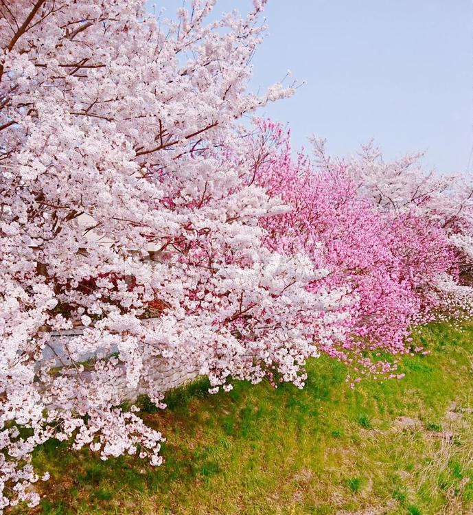 桜並木 風景,ピンク,桜の写真素材