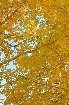 イチョウ イチョウ,銀杏,秋の写真素材