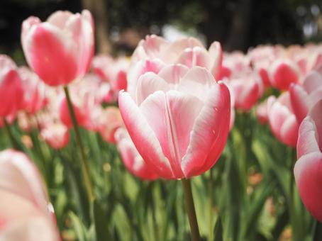 Beautiful white and pink tulips, JPG