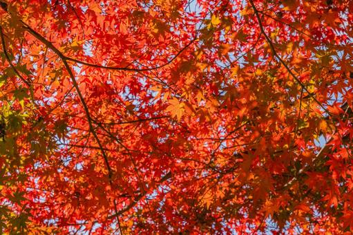 紅葉狩り もみじ,秋,冬の写真素材