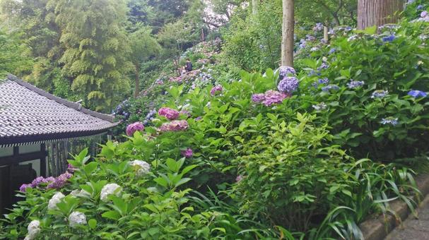 坂東33観音 04番 長谷寺 紫陽花 坂東33観音 04番 長谷寺 紫陽花 長谷寺,海光山,慈照院の写真素材
