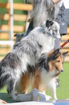Sheltie, JPG