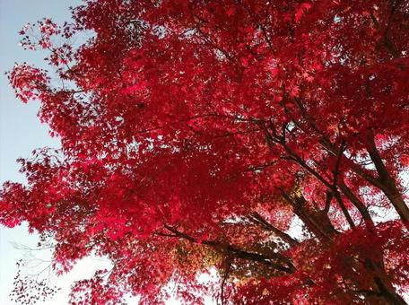 赤く紅葉 赤く紅葉の写真