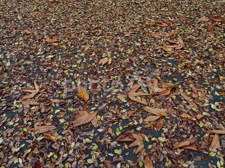 雨に濡れる落ち葉のカーペット 落ち葉,枯れ葉,落葉の写真素材