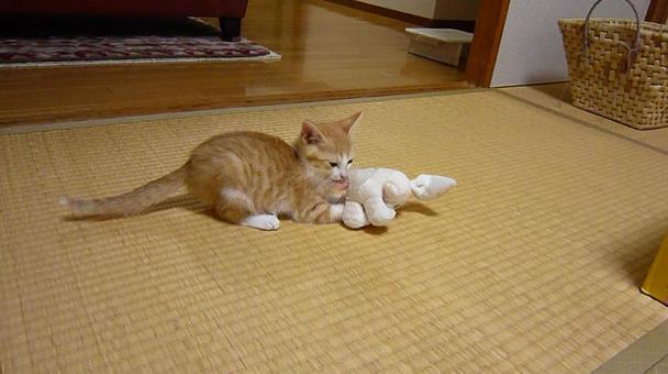我が家の猫 我が家の猫の写真