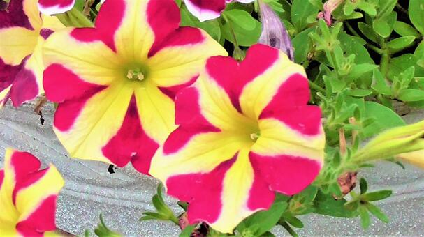 赤紫のお花 赤紫のお花の写真