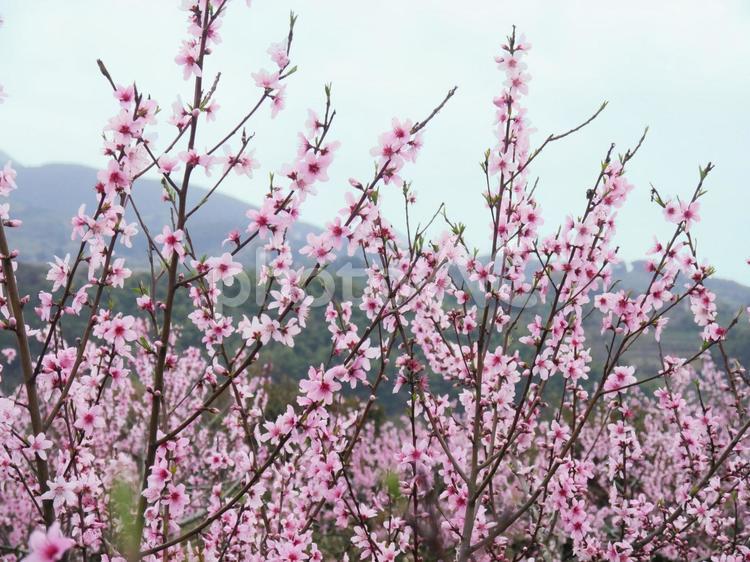 桃の花　花桃　写真 花桃,桃の花,花の写真素材