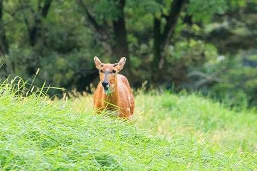 シタツンガ シタツンガ シタツンガ,アフリカ,ウシ目の写真素材