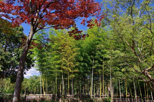秋のメグスリノキと竹林 秋のメグスリノキと竹林 メグスリノキ,目薬木,紅葉の写真素材