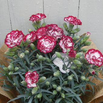 カーネーションの花 リトルウィッチ カーネーションの花 リトルウィッチ 花,カーネーション,リトルウィッチの写真素材