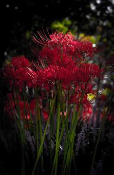 曼殊沙華 曼殊沙華の写真