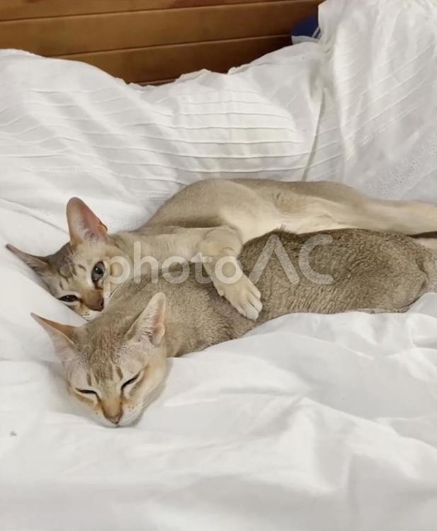 ハグをする猫のシンガプーラ シンガプーラ,猫,ネコの写真素材
