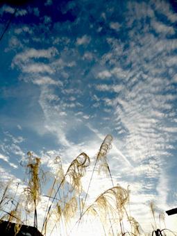 11月・ススキと秋の空を望む ススキ,植物,穂の写真素材