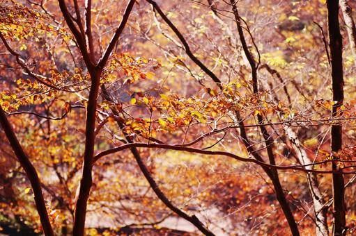 枯葉の秋の風景 枯葉の秋の風景 紅葉,秋,風景の写真素材