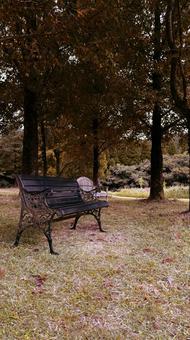 秋の散歩道 秋の散歩道の写真