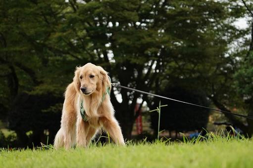 公園で出会ったゴールデン③ 公園で出会ったゴールデン③ 犬,ゴールデン,ゴールデンレトリバーの写真素材
