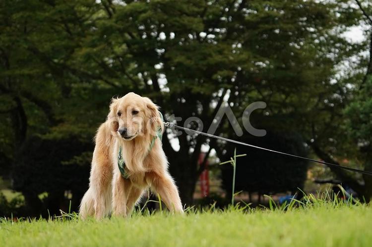 お散歩ワンコ（ゴールデンレトリバー） 犬,ゴールデン,ゴールデンレトリバーの写真素材