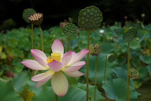 花托 花托,ハス,白い花の写真素材