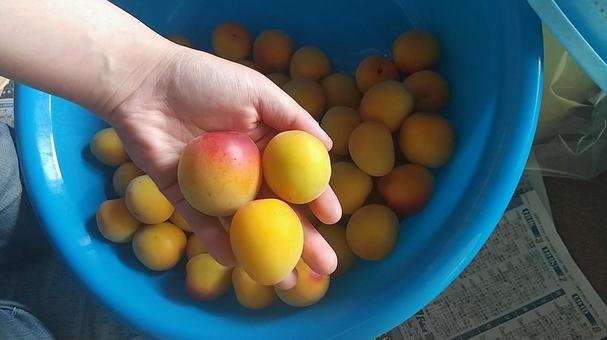 南高梅 梅,南高梅,完熟の写真素材