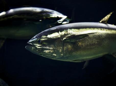 Tuna, JPG