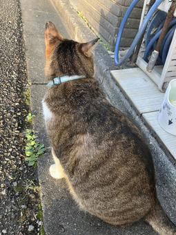 cat, JPG