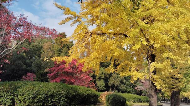 大阪城公園の紅葉 紅葉,赤,黄色の写真素材