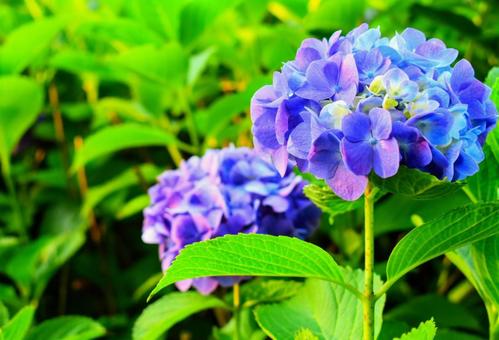 スッと立ち咲く紫陽花 スッと立ち咲く紫陽花 紫陽花,アジサイ科,アジサイ属の写真素材