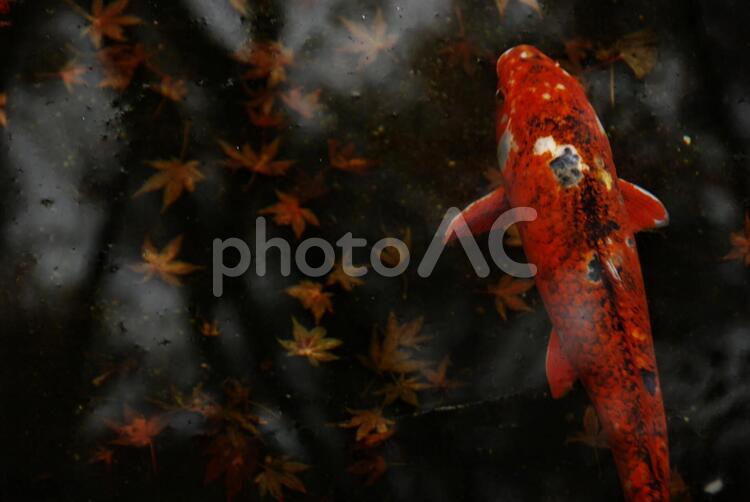 生き物　魚　錦鯉 生き物,魚,錦鯉の写真素材