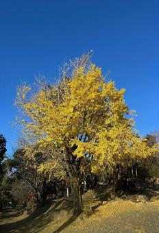 イチョウ イチョウ,秋,木の写真素材