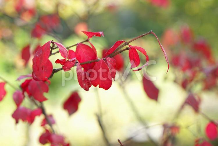 ニシキギの葉　秋の赤い紅葉 ニシキギ,葉,赤いの写真素材