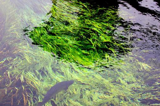 【揺水】 【揺水】の写真