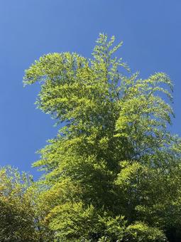 Bamboo and blue sky, JPG Bamboo and blue sky, JPG