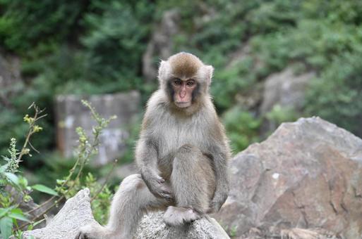 ニホンザル ニホンザルの写真