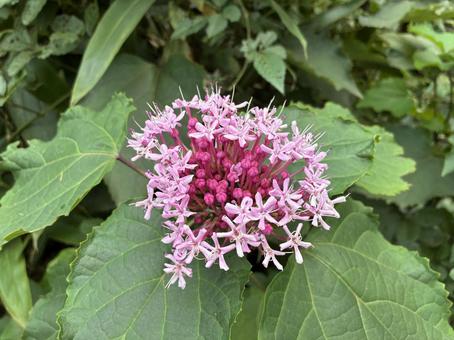 玉川上水のボタンクサギ 玉川上水,ピンク,開花の写真素材