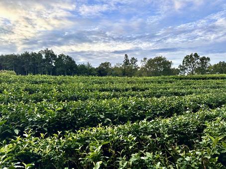 茶畑と空 茶畑と空 茶畑,お茶,朝の写真素材