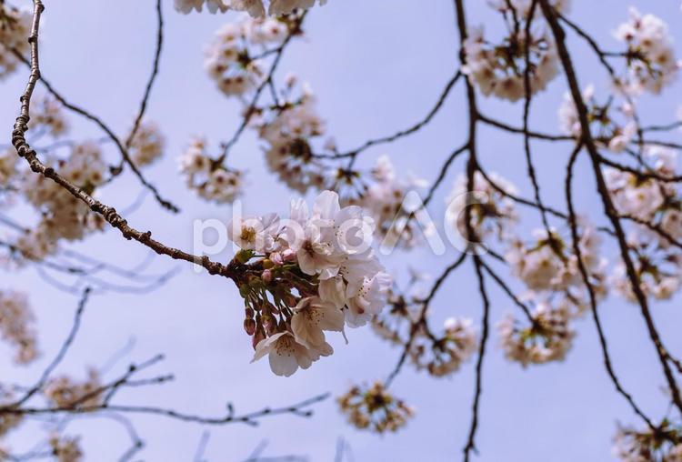 ソメイヨシノ桜7ー57 ソメイヨシノ,桜,背景の写真素材