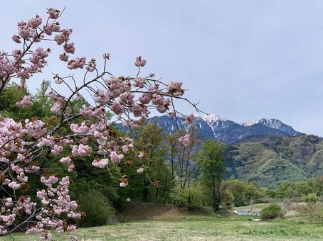 桜と山の写真